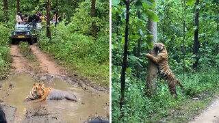 Awesome Safari Footage Captures Tiger Relaxing On The Road