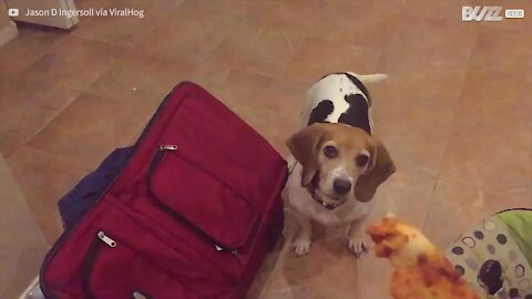 Cane non riesce a prendere la pizza