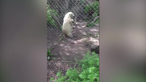 "Baby Polar Bear Scratching His Back"