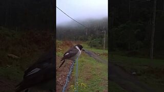 Native bird sitting on fence