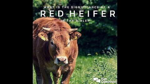 Red heifers