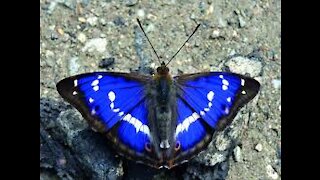 butterflies of Atlantic forest