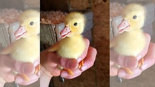 1 day old baby duckling #shorts