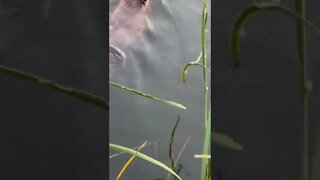 Beaver swims right up to me