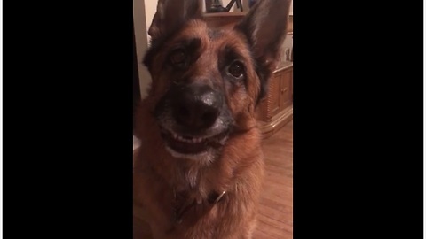 Happy dogs learn how to smile on command