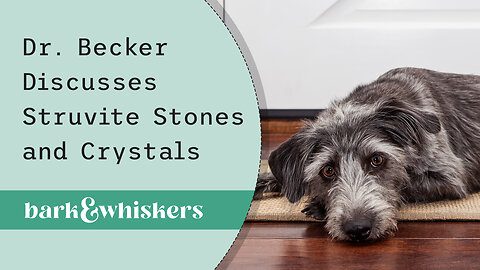 Dr. Becker Discusses Struvite Stones and Crystals