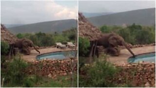 Elefante invade hotel para beber água da piscina