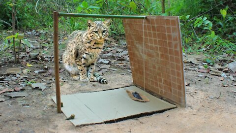 Ancient Wild Cat Trap Wild Cat trap Made Of Tile