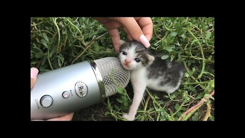 A adorable cute Cat ASMR in 1 minute