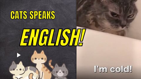 Cats speaks better than Hoomans!