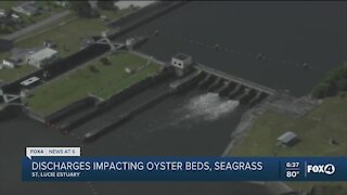 Lake O discharges impacting oyster beds and seagrass