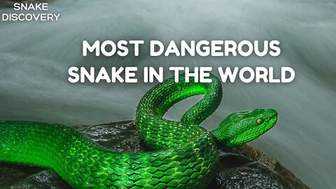 MOST DANGEROUS SNAKES IN THE WORLD