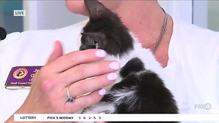 Shelter cats available for adoption and fostering at Gulf Coast Humane Society