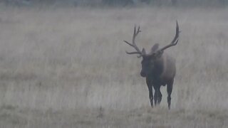 DOMINANT BULL! Bull Elk!