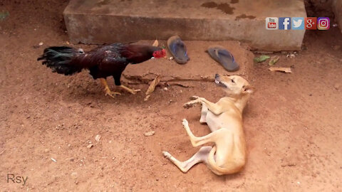 Dog vs Rooster