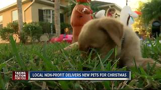 Puppies delivered Christmas Day