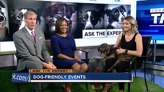 Ask the Expert: Dog-friendly events