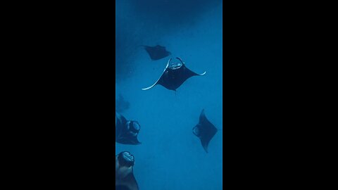 these beautiful rays are filter feeders fish..!