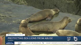 Calls for action after sea lion is reportedly killed on beach in La Jolla