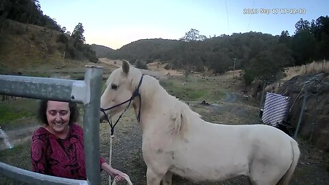 Moving wild brumby out of horse yard 😱🤣🤣🤣