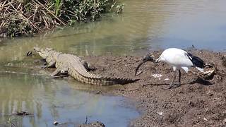 A Bird Pecks At The Crocodile’s Tail But The Croc Can’t Be Bothered