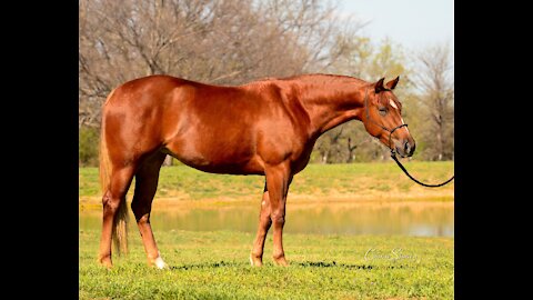 OLD -- SHINOMATIC 4 yo AQHA mare - Youth, Rookie or Limited Non Pro Horse Deluxe