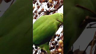 rose ringed parakeet