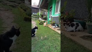 Hiburandulu#shortvideo #countrycat #kucingviral #kucingkampung