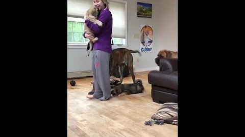 Trio of dogs jealous of new puppy addition
