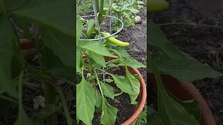 What Kind of Peppers Are These?