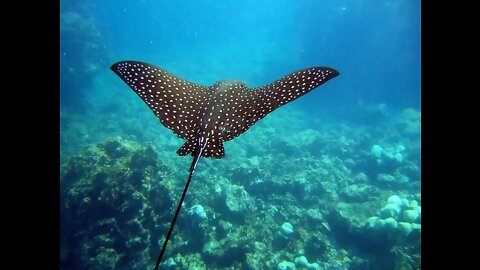 Eagle Ray St. Martin