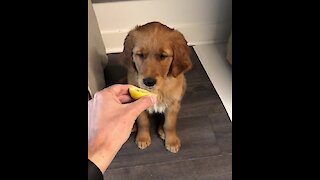 Confused puppy refuses to taste lemon