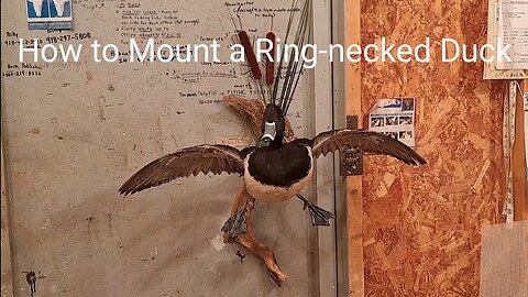 How to Mount a Ring-necked Duck (Flying)