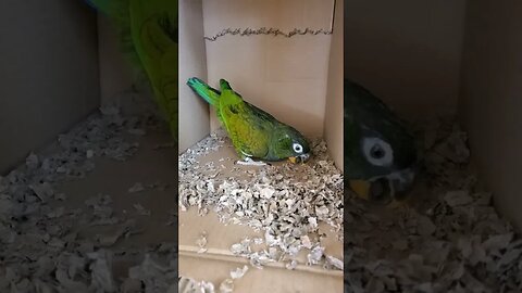 Just A Silly Bird In A Box..
