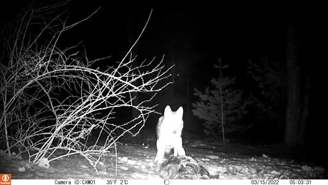 Coyote Eating Road Kill
