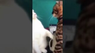 Best Cat Videos 2022 Will Make You Laugh #shortfeed #funny#cats #funnycatsvideos 😂