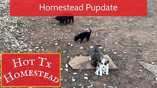 Homestead Pupdate