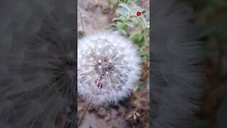 SUBHAN ALLAH 💝| Tasbeeh| Nature| Ladybird| Dandelion| Beauty| Garden