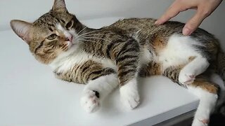 Sweet Funny Cat Won't Let Mom Cut His Claws