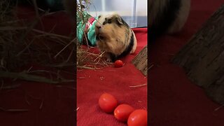 Guinea pig eating hay