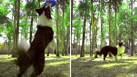 Dog catches a frisbee in mid-air 0