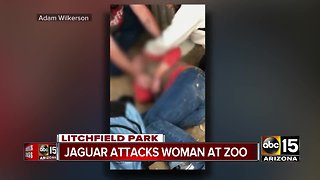 Jaguar claws woman at Wildlife World Zoo