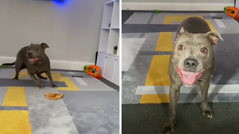 High-energy Pup Gets Super Excited Over New Treat