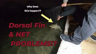 Dorsal Fin & Net Problems!? - Chasing Carp & Catfish