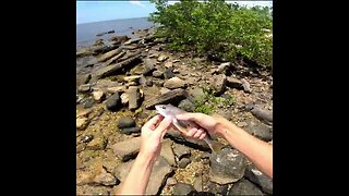 whiting release