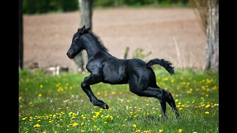 The most beautiful horse, horse fights, the power of horses, horses attack, Crazy Horse,