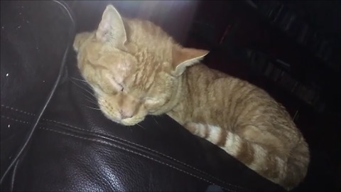 Elderly cat snores like elderly man!