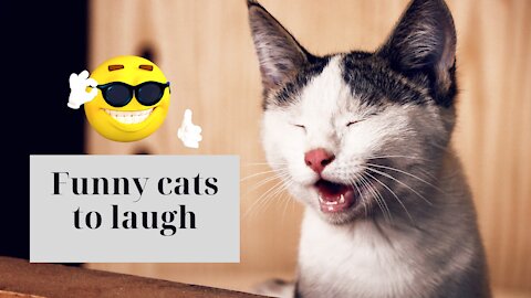 Funny Cat videos that will make make you cry of laughing