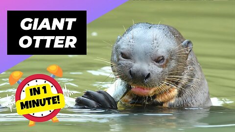 Giant Otter - In 1 Minute! 🦦 The Not-So-Cuddly Critters! | 1 Minute Animals