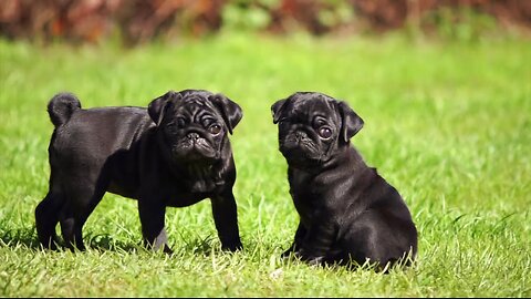 🐶🫠"Kid and Cute Black Pug Puppies: Fun Playtime"🫠🐶